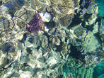 Фото кораллов Красного моря .