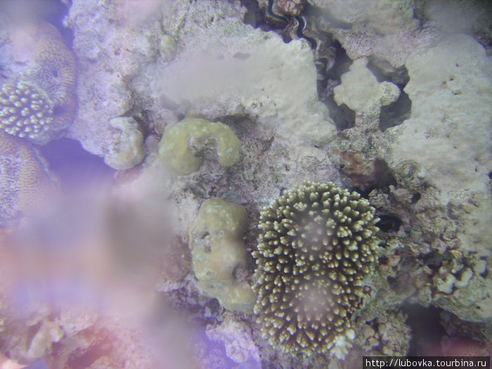 Фото кораллов Красного моря через стекло катамарана. Шарм-Эль-Шейх, Египет