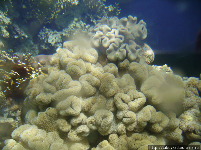 Фото кораллов Красного моря через стекло катамарана. Шарм-Эль-Шейх, Египет