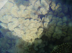 Фото кораллов Красного моря через стекло катамарана.