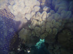 Фото кораллов Красного моря через стекло катамарана.