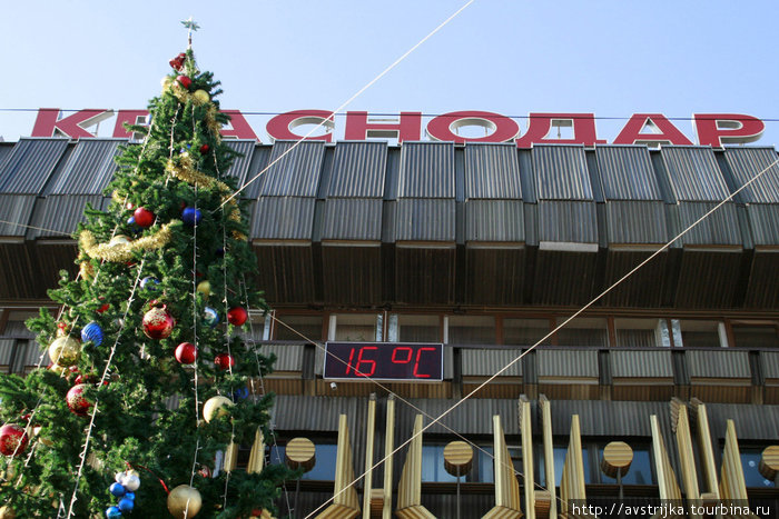 Новый год по-краснодарски: +16 градусов Краснодар, Россия