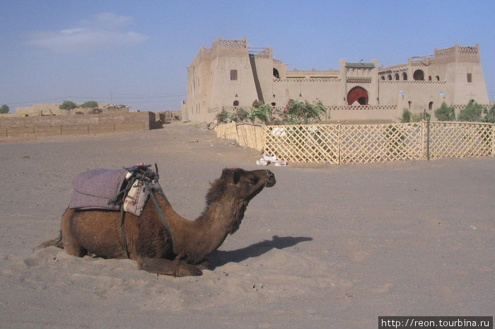Верблюдопаркинг у отеля Область Мекнес-Тафилалет, Марокко