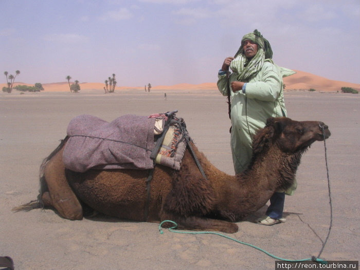 Бербер — погонщик верблюда. Кататься подано! Область Мекнес-Тафилалет, Марокко