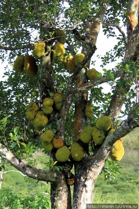 Хлебное дерево все увешано плодами. Элла, Шри-Ланка