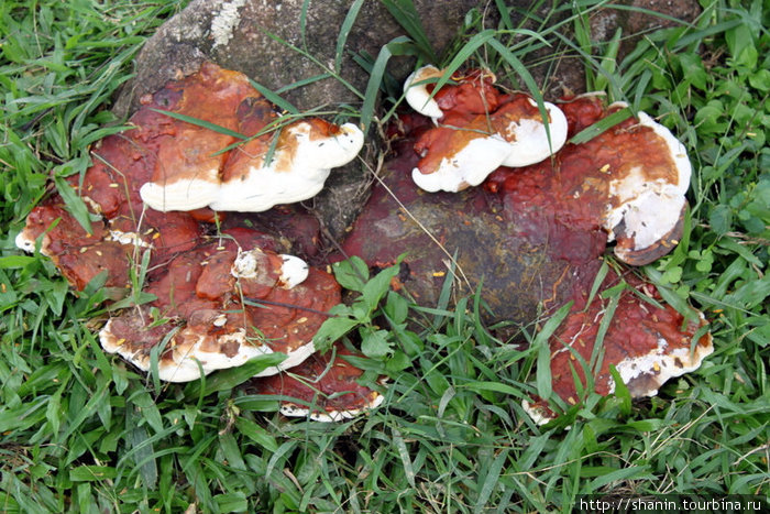 На Шри-Ланке тоже есть грибы Элла, Шри-Ланка