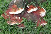 На Шри-Ланке тоже есть грибы