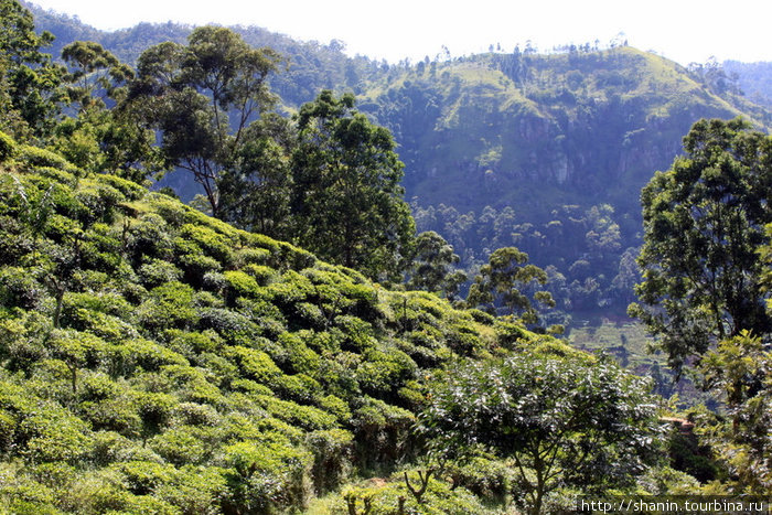 Чай на склоне Малого Пика Адама Элла, Шри-Ланка