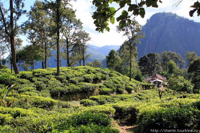 Чайные кусты и деревья Элла, Шри-Ланка