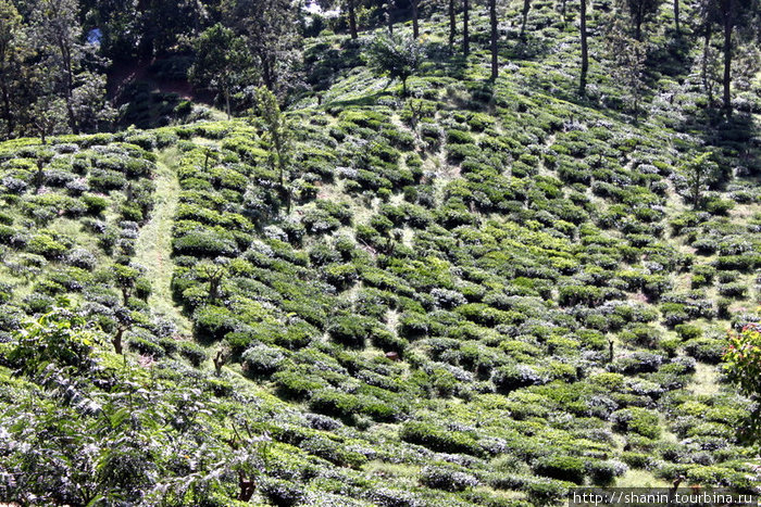 Чайная плантация — вид сверху Элла, Шри-Ланка