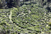 Чайная плантация — вид сверху