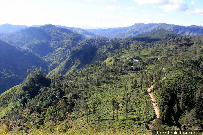 Вид с Малого Пика Дама на чайные плантации Элла, Шри-Ланка