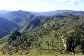 Вид с Малого Пика Дама на чайные плантации