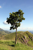 Дерево на вершине Малого Пика Адама