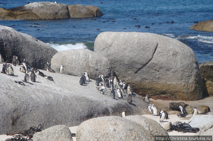 Знаменитые Африканские пингвинчики. ЮАР
