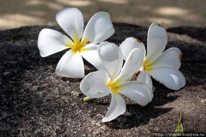 Цветы магнолии Ампара, Шри-Ланка