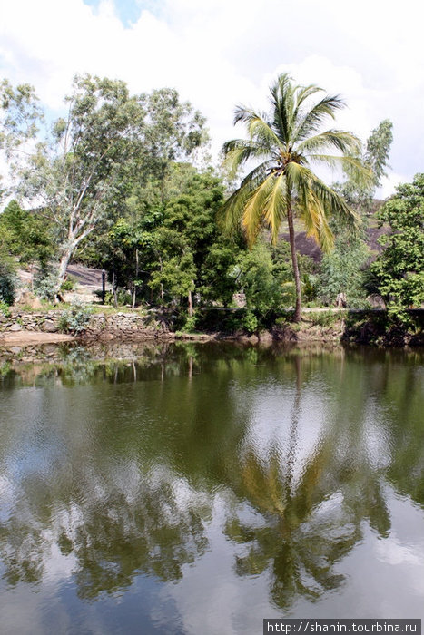Пальмы на берегу озера Ампара, Шри-Ланка