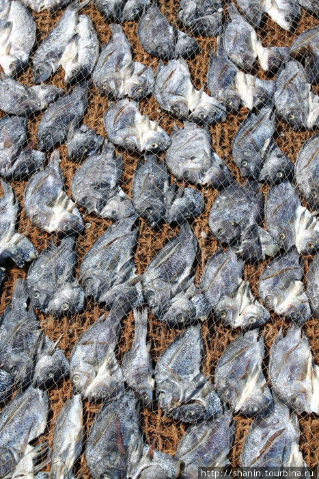 Сушится рыба Негомбо, Шри-Ланка