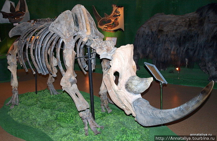 Скелет шерстистого носорога, собранный из костей. Москва, Россия