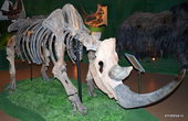 Скелет шерстистого носорога, собранный из костей.