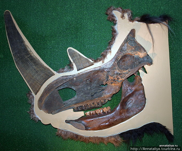 На этом фото показан череп носорога в разрезе. Коричневая полость под двумя рогами сразу — это его ноздря. А в небольшой дырочке в правом верхнем углу как раз помещался мозг. :) Москва, Россия