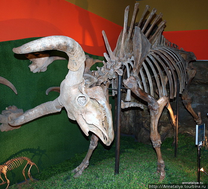 Скелет бизона, найденный на Северном Алтае. Москва, Россия