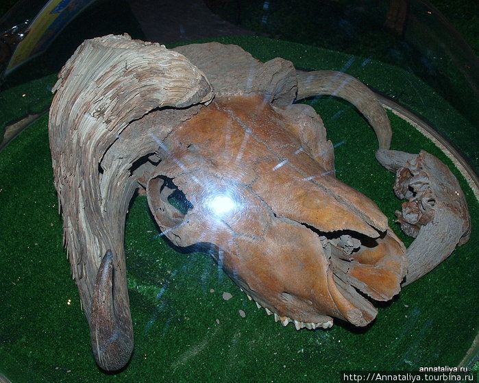 Его доисторический череп Москва, Россия