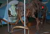 Скелет мамонта-мужчины, привезенный из Якутии. На самом деле — это не один цельный мамонт. Скелет составлен из костей трех особей.