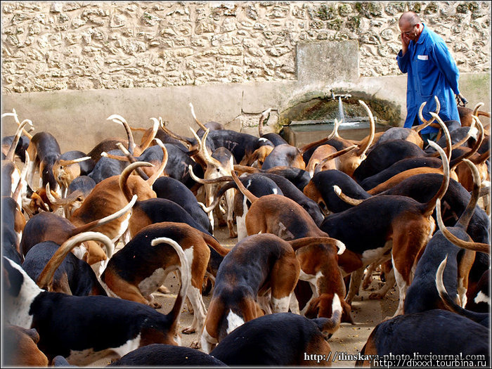 Собаки замка Шеверни Блуа, Франция