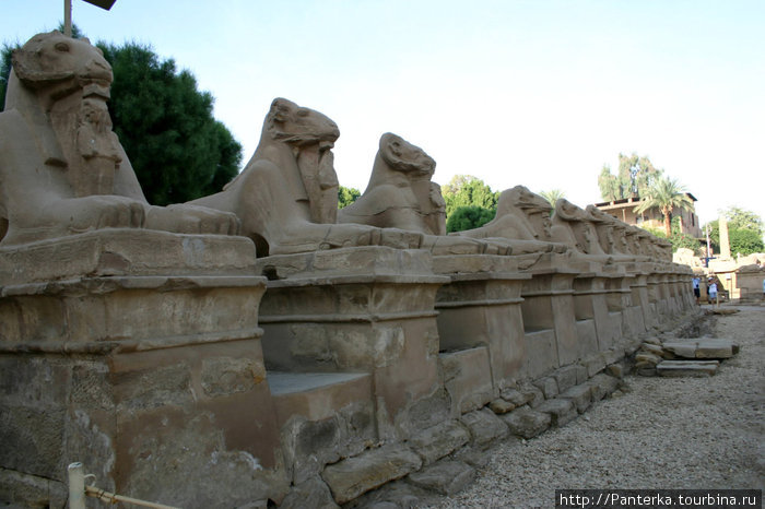 Аллея криоцефалов (или, если хотите, баранов), соединяющая Карнакский и Луксорский храмовые комплексы. Кто-то называет ее аллеей сфинксов, но сфинкс — это абсолютно другое существо... Луксор, Египет