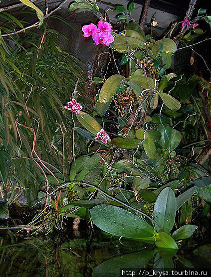 Аквариум: орхидеи Тампере, Финляндия