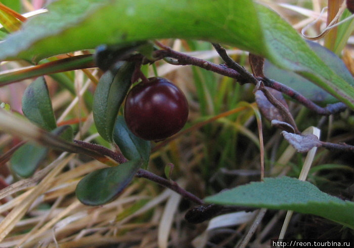 А это ягода брусники — Vaccínium vítis-idaéa. Тоже кустарничек Ямало-Ненецкий автономный округ, Россия