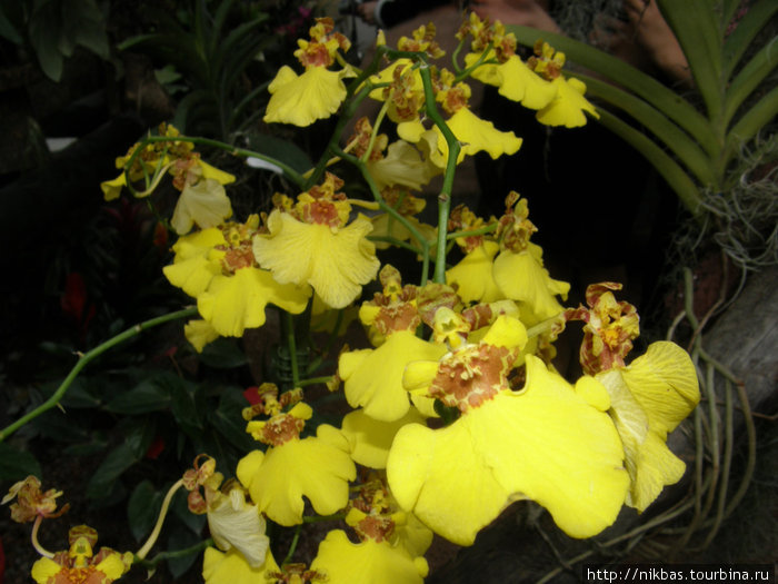 выставка тропических бабочек и орхидей. Украина