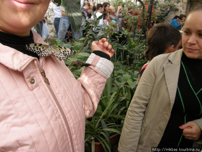 тропические бабочки и орхидеи на выставке в Н.Б.С. Ялта, Россия