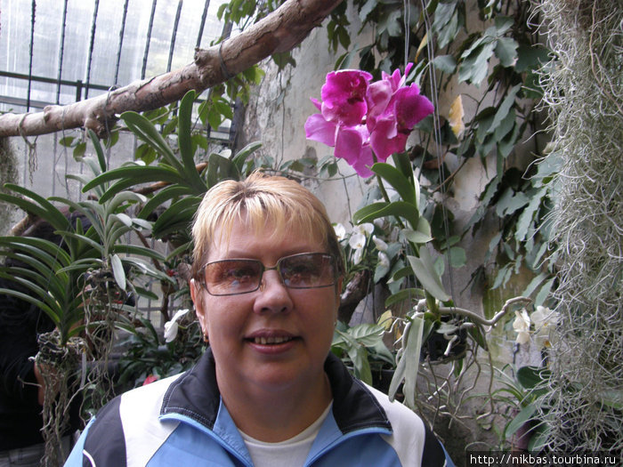 тропические бабочки и орхидеи на выставке в Н.Б.С. Ялта, Россия