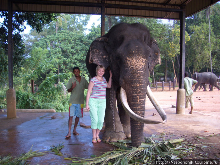 Самый большой слон в моей жизни Шри-Ланка