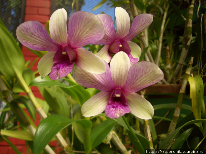 Красота — страшная сила. Орхидеи сада Пираденья Шри-Ланка