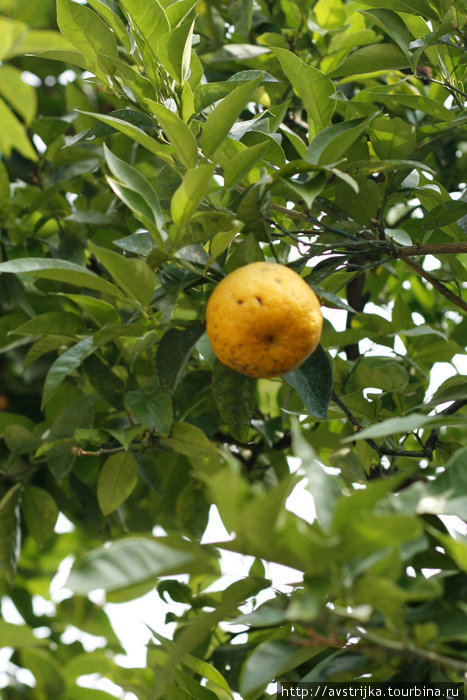 как и подразумевается из названия, в городке Лимоне растут лимоны Лимоне-сул-Гарда, Италия