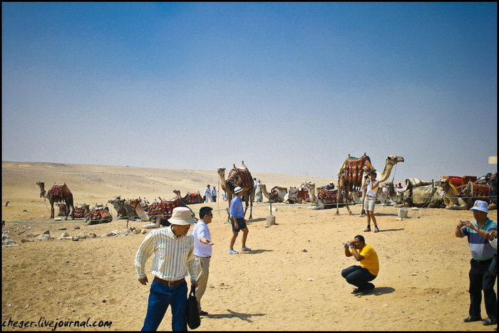 Рынок верблюдов Гиза, Египет