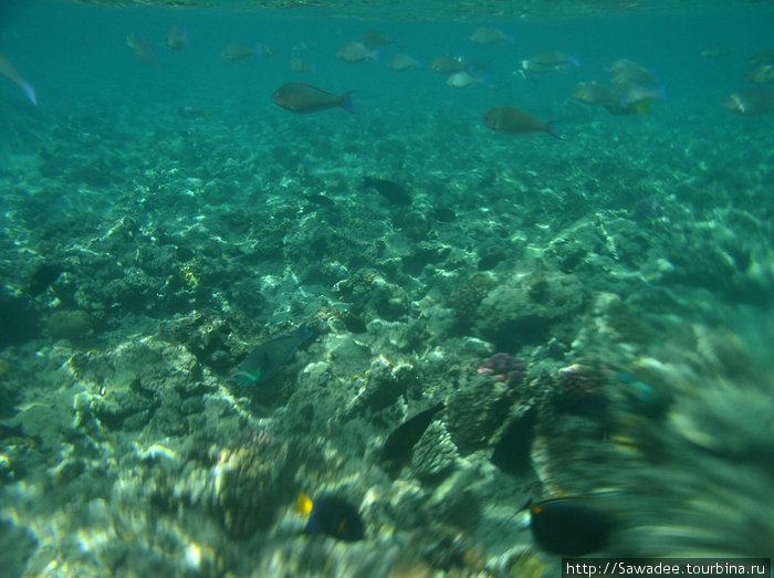 Мир кораллового рифа Шарм-Эль-Шейх, Египет