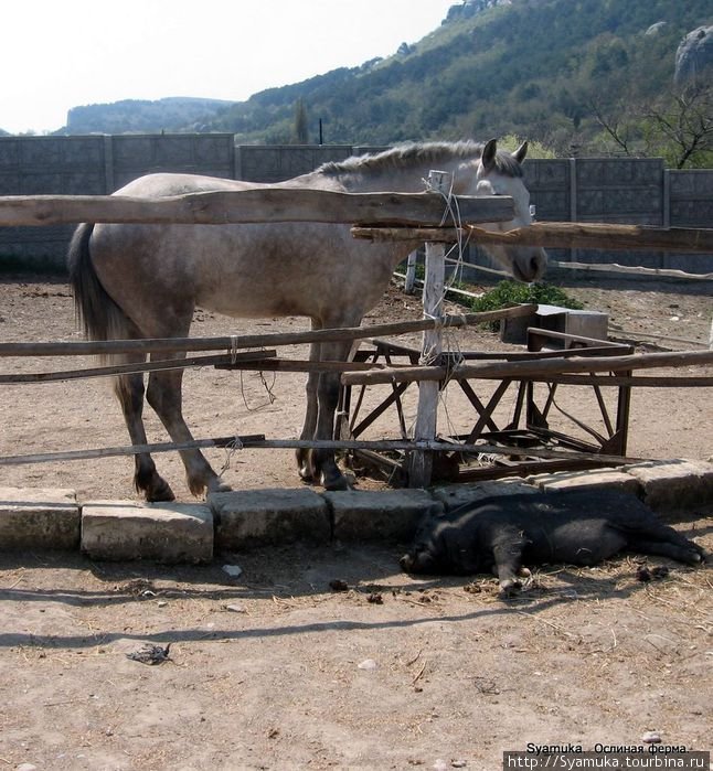 Задумчивая серая лошадь стоит в отдельном загоне, а в ее тени отдыхает вьетнамская хрюшка. Бахчисарай, Россия