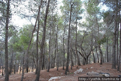 Сосновый лес. Модиин, Израиль