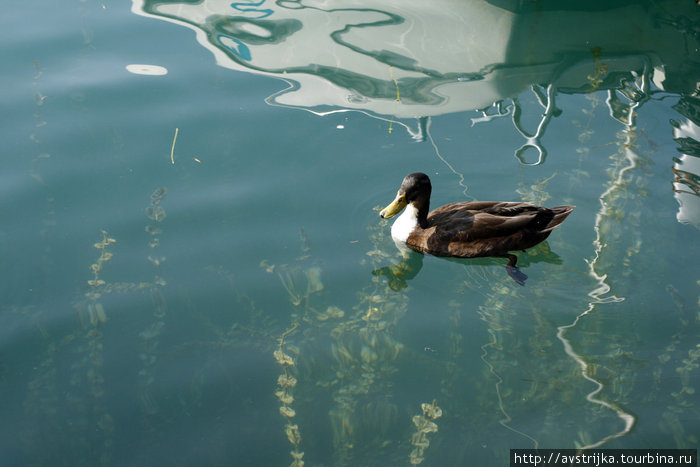 прозрачная вода озера Гарда Сало, Италия