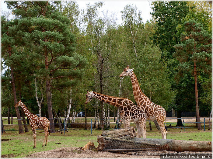 Зоопарк Туари Париж, Франция