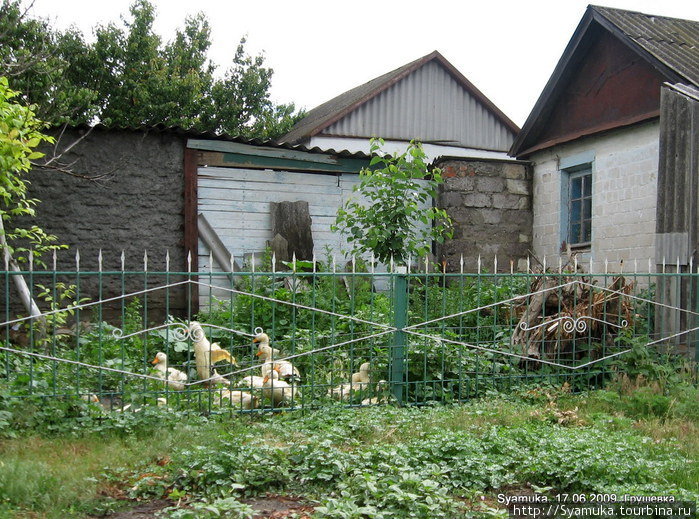 Во дворах галгочут гуси... Первомайск, Украина