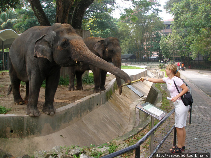 КЛ-ский зоо Куала-Лумпур, Малайзия