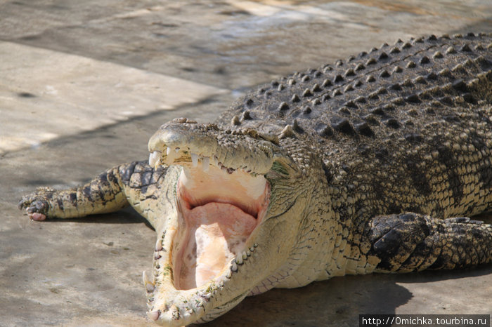 Крокодиловая ферма Малайзия