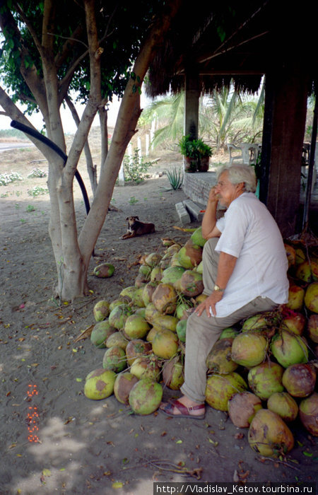 Продавец кокосов Мексика