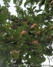 Антон Павлович  считал яблоки очень полезными. Он сам сажал сад.