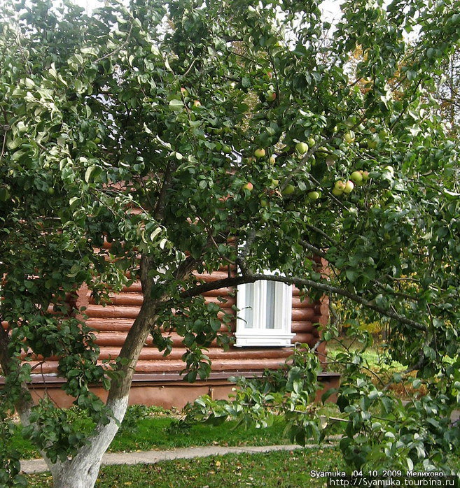 Для посетителей во дворе главного дома стоят две большие коробки со свежими ароматными яблоками из Чеховского сада. Чехов, Россия